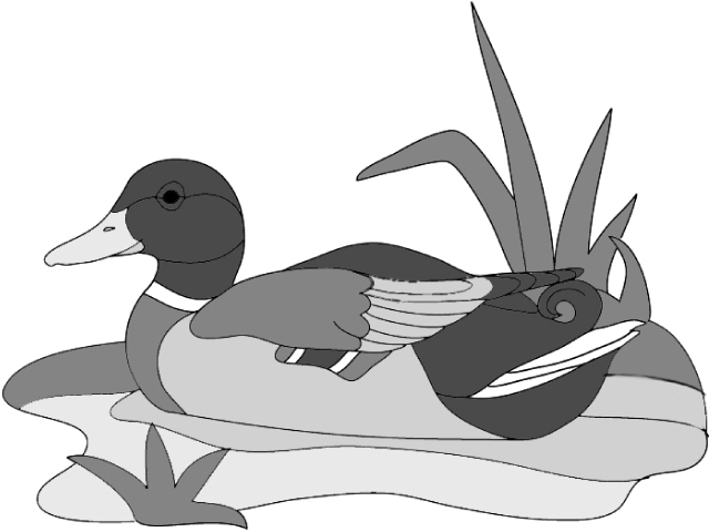 Mallard Duck