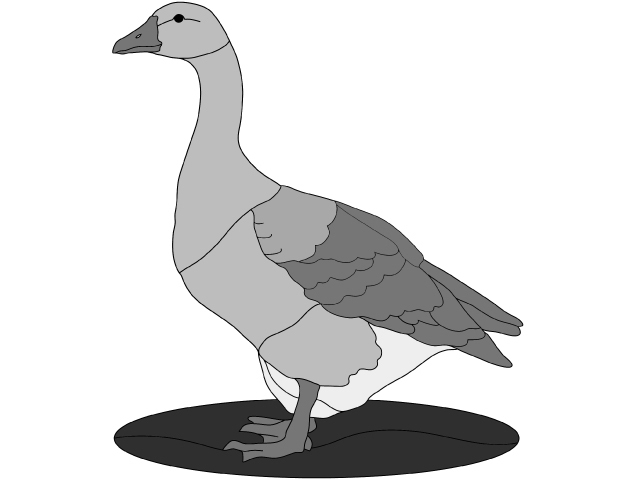 Gray Goose