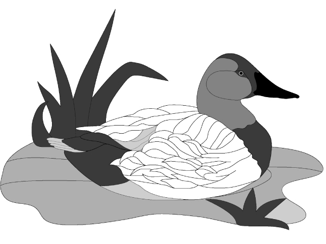 Canvasback Duck