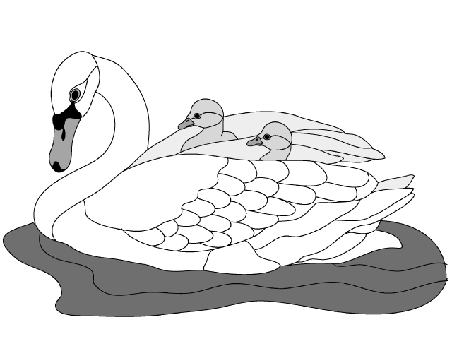 Swan &amp; Baby
