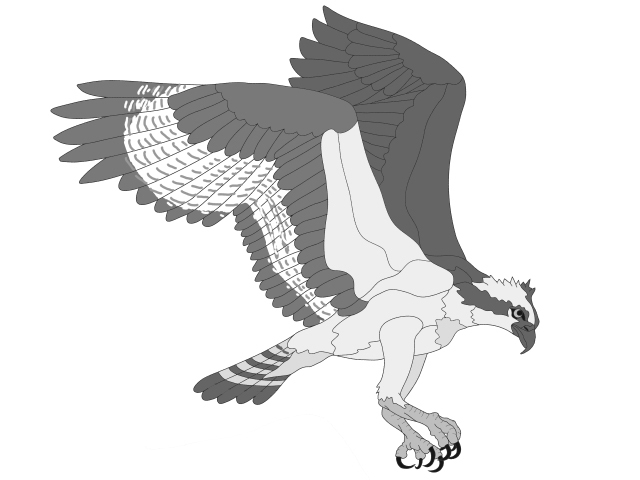 Osprey Flying