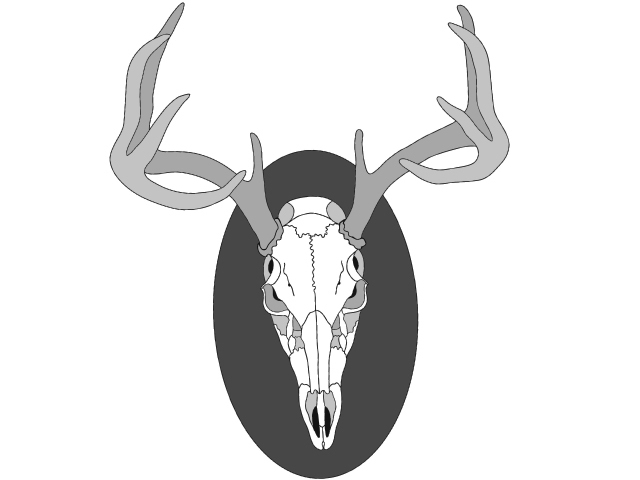 European Skull Deer Mount