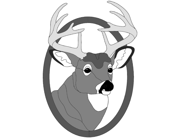 Whitetail Buck