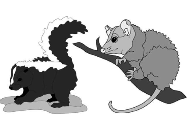 Skunk &amp; Possum Babies