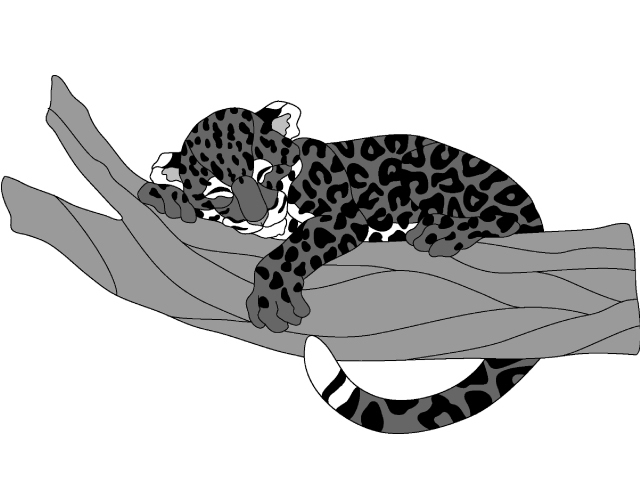 Jaguar Cub on Branch expert