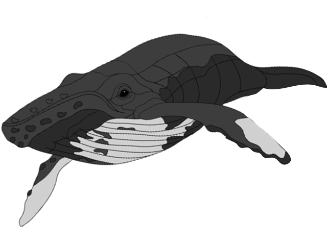 Humpback Whale Oversized
