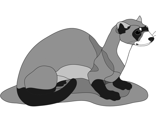 Ferret