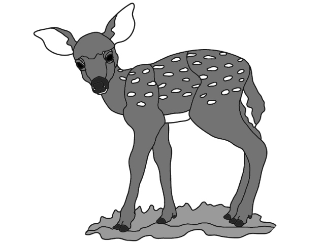 Spring Fawn