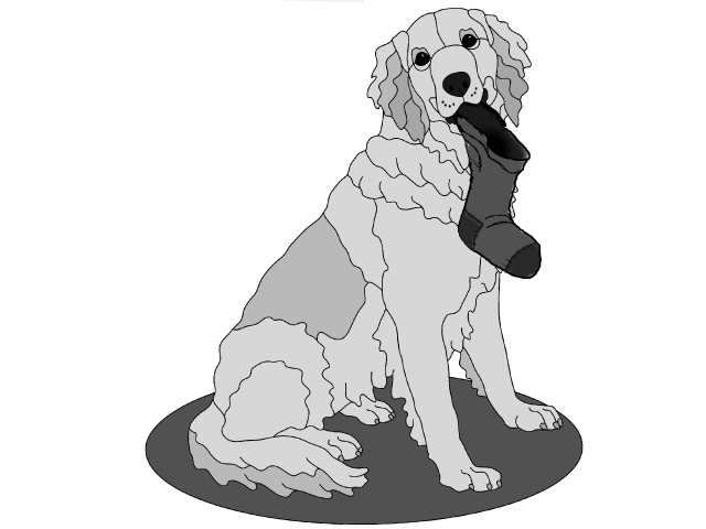 Golden Retriever with Stocking