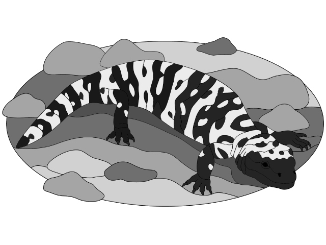 Gila Monster