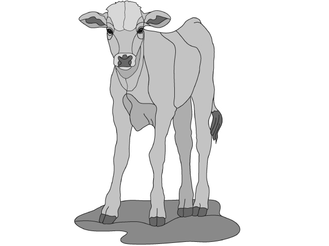 Calf Standing