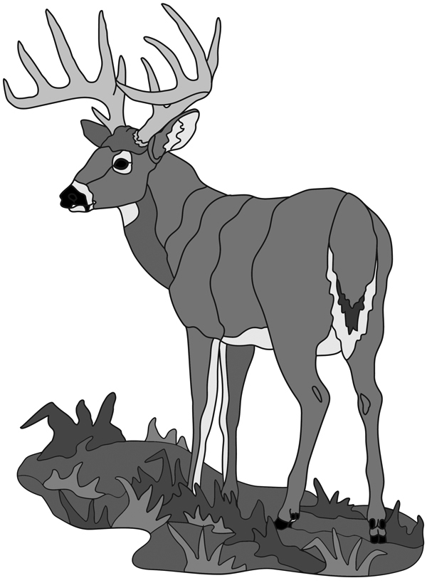 White Tail Buck Deer Standing