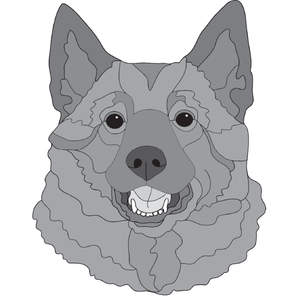 Norwegian Elkhound Head
