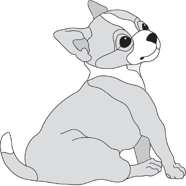 Chihuahua Puppy Sitting