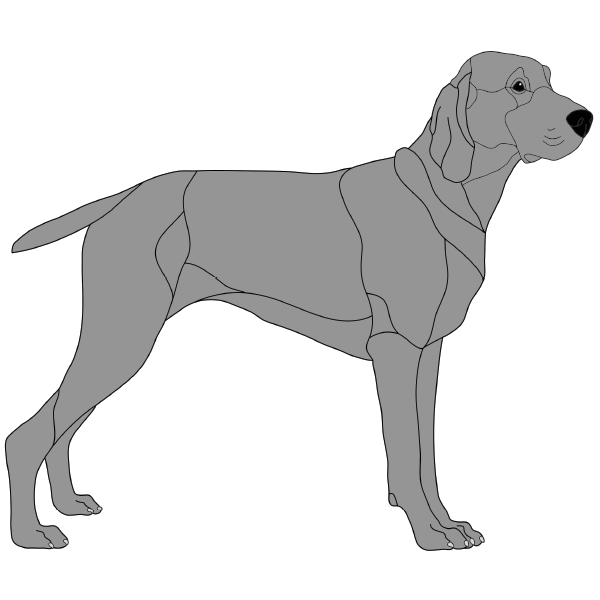 Weimaraner Standing