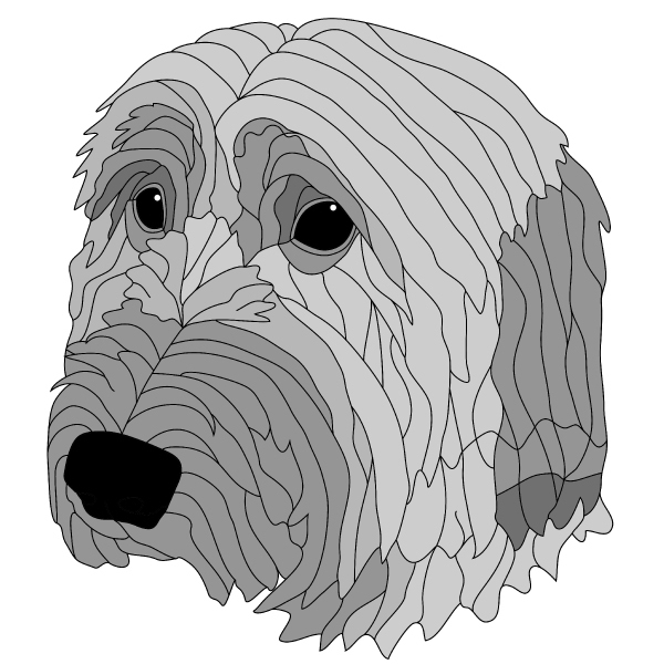 Briard Head