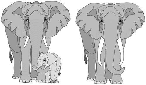 Elephant and Baby #2