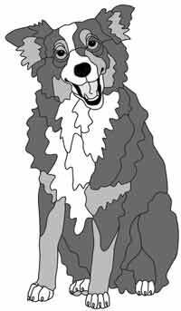 Border Collie Sitting