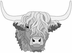 Scottish Highland Bull