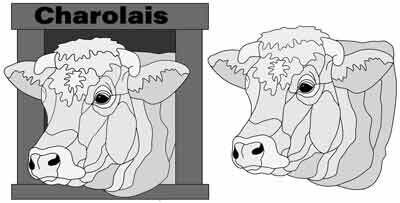 Charolais Cow