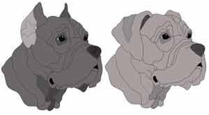 Cane Corso