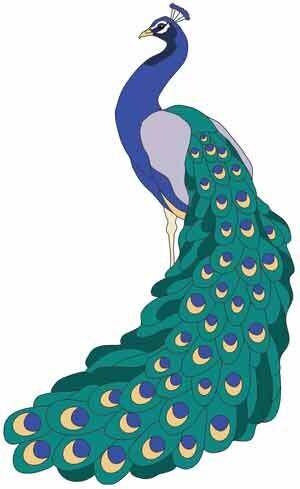Peacock