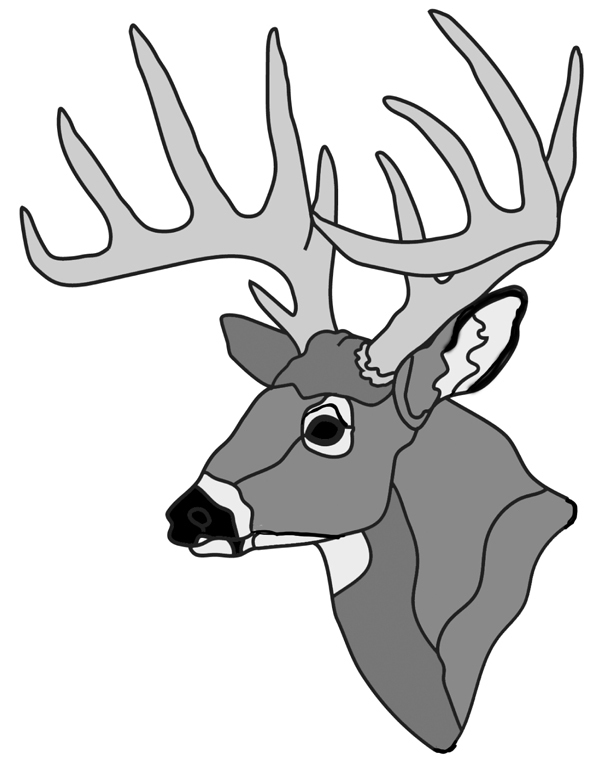 White tail Buck Head #2