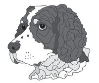 Springer Spaniel Head #2