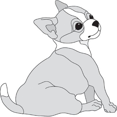 Chihuahua Puppy Sitting