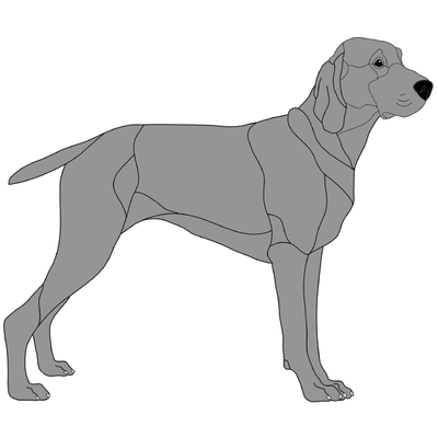 Weimaraner Standing