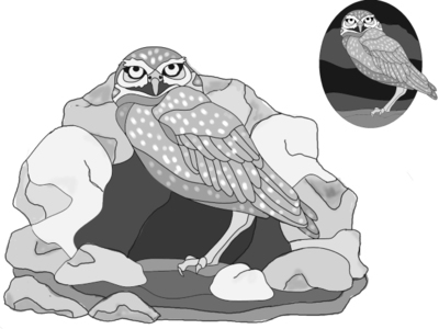 Burrowing Owl