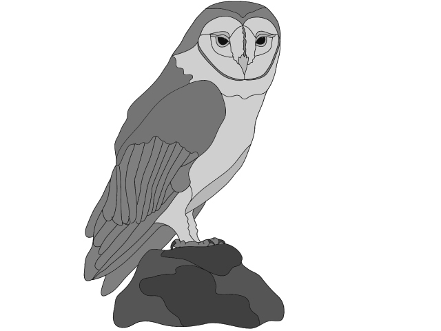 Barn Owl