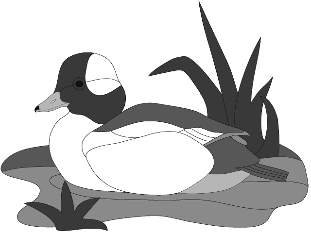 Bufflehead Duck