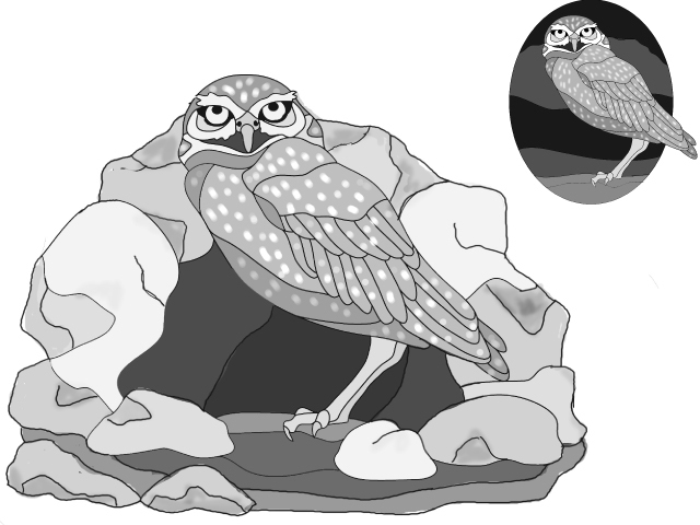 Burrowing Owl