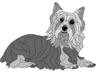 Australian Silky Terrier Lying