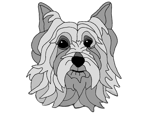 Australian Silky Terrier Head
