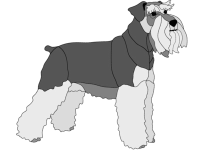 Schnauzer Standing