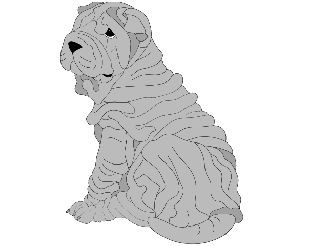 Shar Pei Puppy