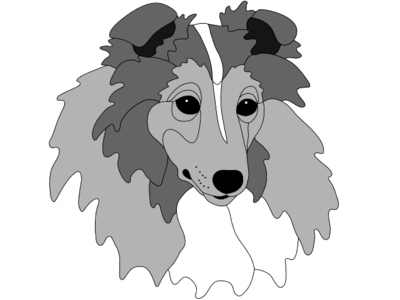 Shetland Sheepdog Head