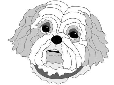 Shih Tzu Head