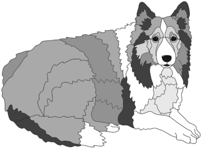 Sheltie Lying