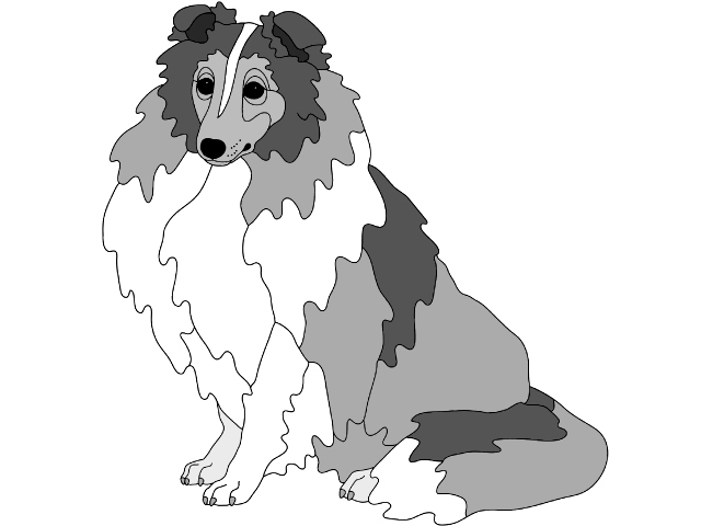 Shetland Sheepdog Sitting
