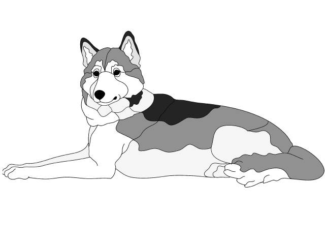 Siberian Husky Lying