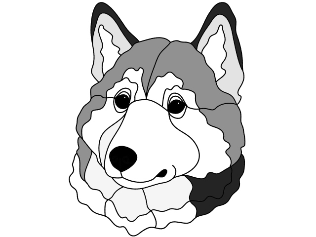 Siberian Husky Head