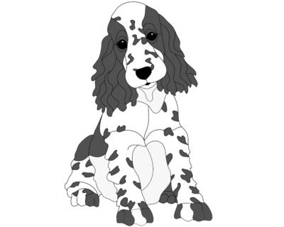 Springer Spaniel Puppy
