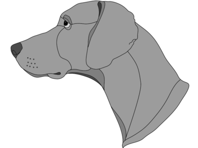 Weimaraner head