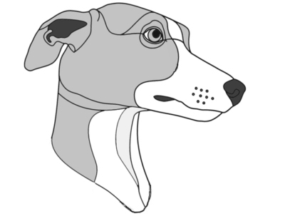 Whippet Head