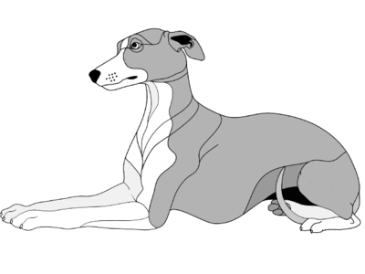 Whippet Lying