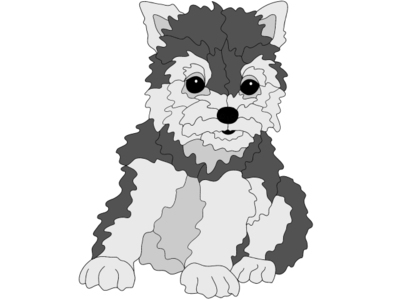 Yorkshire Terrier Puppy