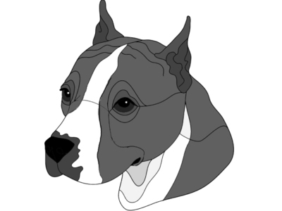 American Pit Bull Head